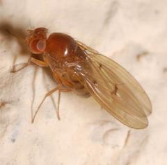 Drosophila limbata