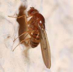 Drosophila limbata