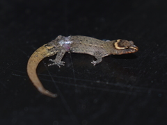 Lepidoblepharis sanctaemartae