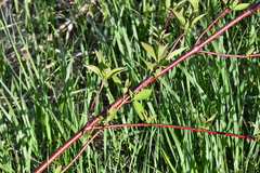 Cornus sericea