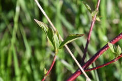 Cornus sericea