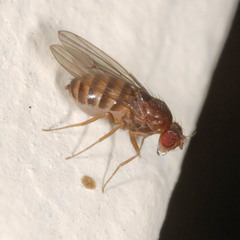 Drosophila funebris