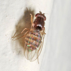 Drosophila funebris