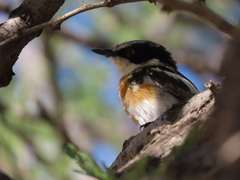 Batis pririt affinis