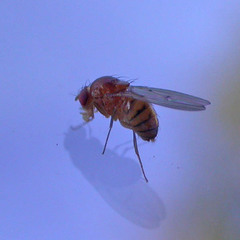 Drosophila kuntzei