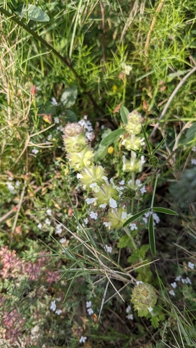 Image of Sideritis hirsuta by (c) Javier Eusamio, some rights reserved (CC BY)