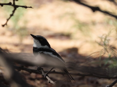 Batis pririt affinis