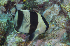 Chaetodon striatus