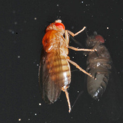 Drosophila melanogaster