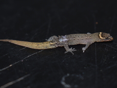 Lepidoblepharis sanctaemartae