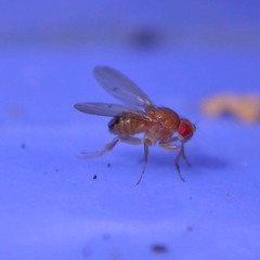 Drosophila phalerata