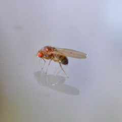 Drosophila phalerata