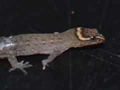 Lepidoblepharis sanctaemartae