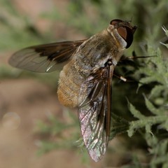 Paravilla edititoides