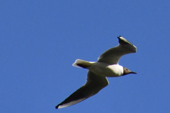 Chroicocephalus ridibundus