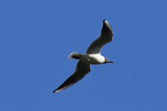 Chroicocephalus ridibundus