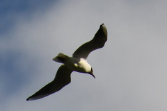 Chroicocephalus ridibundus