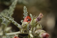 Macroteropsis