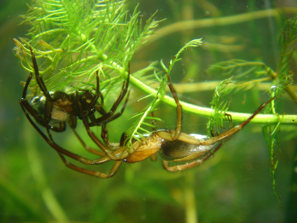 Water Spider