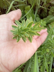 Galium humifusum