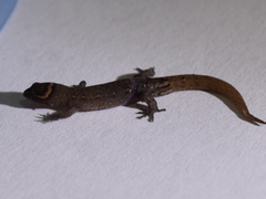 Lepidoblepharis sanctaemartae
