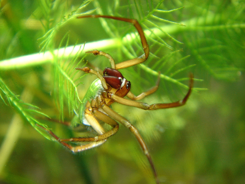 European Water Spider