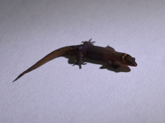 Lepidoblepharis sanctaemartae