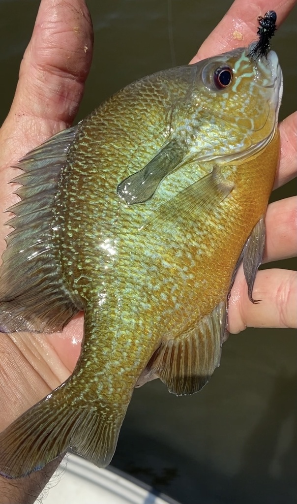 Plains Longear × Redbreast Sunfish