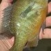 Plains Longear × Redbreast Sunfish - Photo (c) crailart, some rights reserved (CC BY-NC)