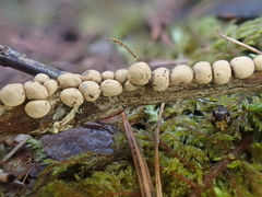 Polyschismium chailletii