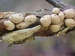 Polyschismium chailletii