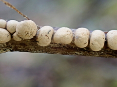 Polyschismium chailletii