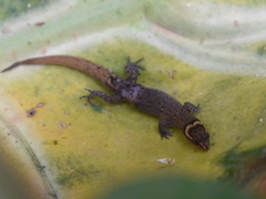 Lepidoblepharis sanctaemartae