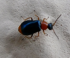 Ebaeus