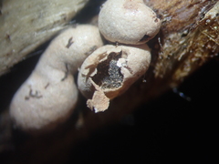 Polyschismium chailletii