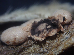 Polyschismium chailletii