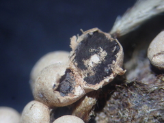 Polyschismium chailletii