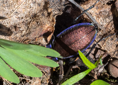 Carabus regalis