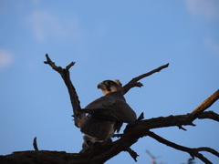 Falco biarmicus biarmicus