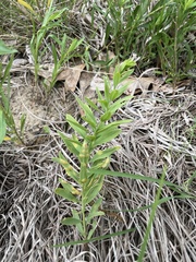 Cronartium comandrae