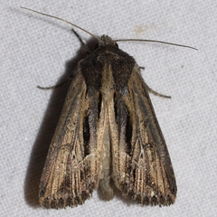 Resapamea stipata