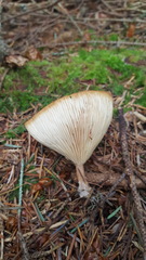 Ampulloclitocybe