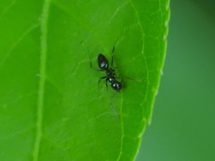 Nylanderia bourbonica