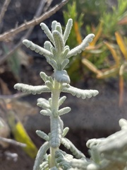Teucrium vincentinum