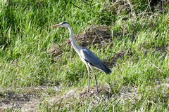 Ardea cinerea