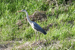 Ardea cinerea