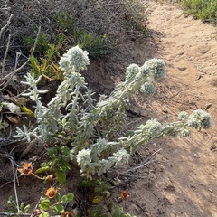 Teucrium vincentinum