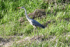 Ardea cinerea