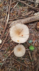 Ampulloclitocybe