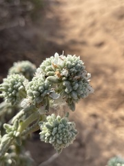 Teucrium vincentinum